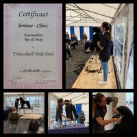 Certificaat seminar 